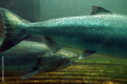 The Chinook salmon (Oncorhynchus tshawytscha) also called king salmon. Fish on their way to spawning, view from Ballard Locks in Seattle.