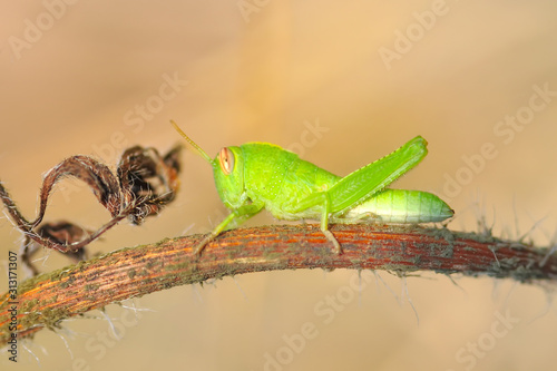 Beautiful Grasshopper macro in green nature - Stock Image