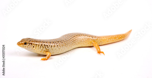 ocellated skink / Gefleckter Walzenskink (Chalcides ocellatus) photo