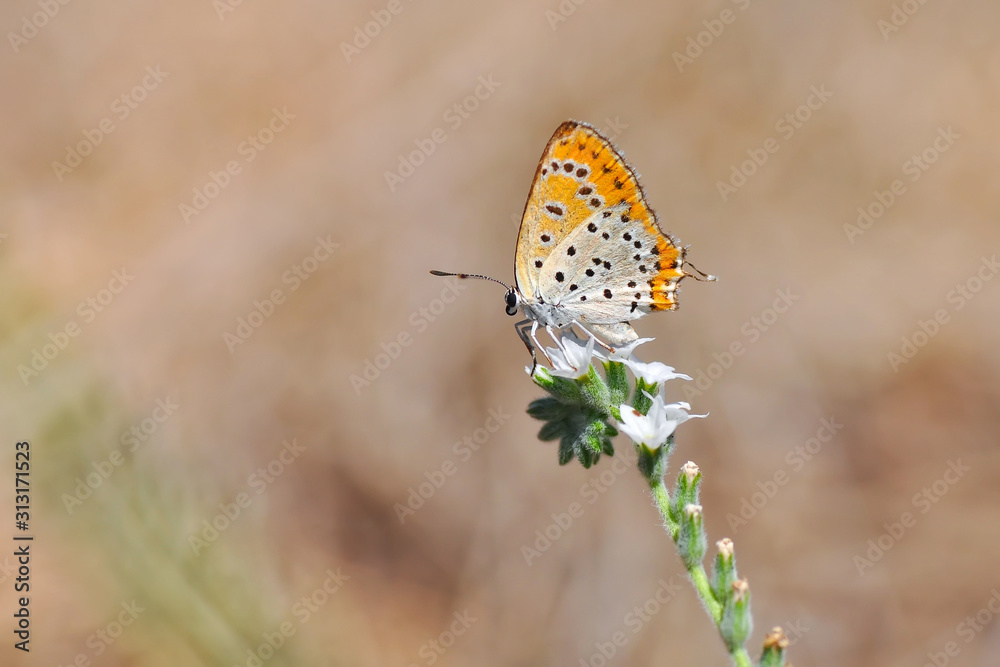 Closeup beautiful butterfly sitting on the flower. Closeup beautiful butterfly sitting on the flower.