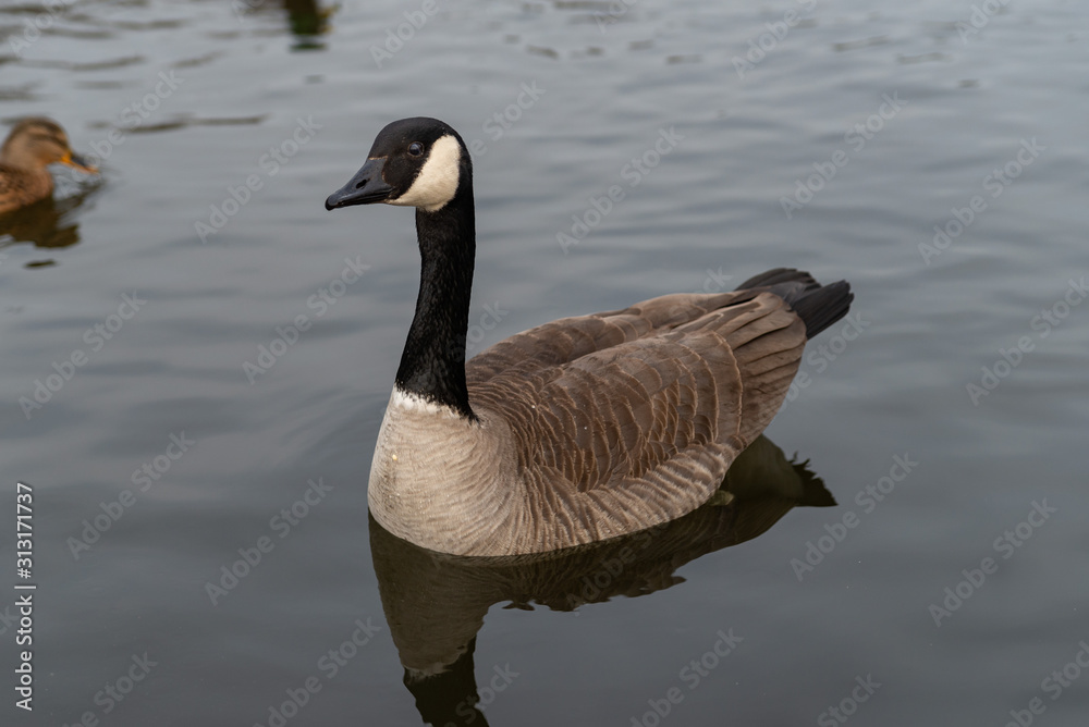 Canada Goose, Branta canadensis, swimming on river, side on in profile on a sunny summer day. Canada Goose, Branta canadensis, swimming on river, side on in profile on a sunny summer day.
