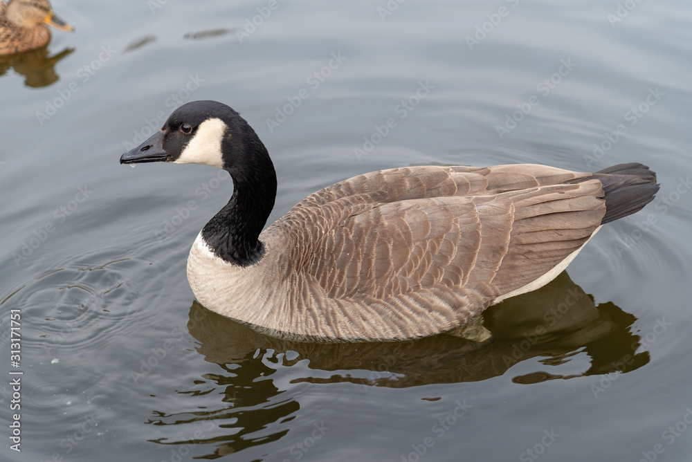 Canada Goose, Branta canadensis, swimming on river, side on in profile on a sunny summer day. Canada Goose, Branta canadensis, swimming on river, side on in profile on a sunny summer day.