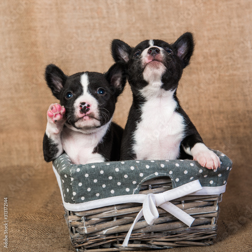 Two Funny small babies Basenji puppies dogs © zanna_