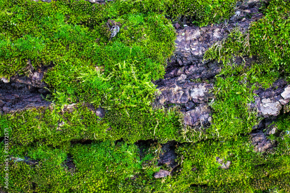 green moss on a tree close-up, front and background blurred with bokeh effect green moss on a tree close-up, front and background blurred with bokeh effect