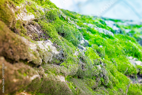green moss on a tree close-up, front and background blurred with bokeh effect