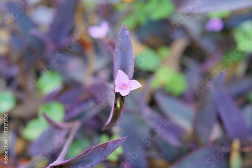 University of South Florida Botanic garden in Spring photo