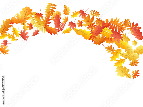 Oak, maple, wild ash rowan leaves vector, autumn foliage on white background.