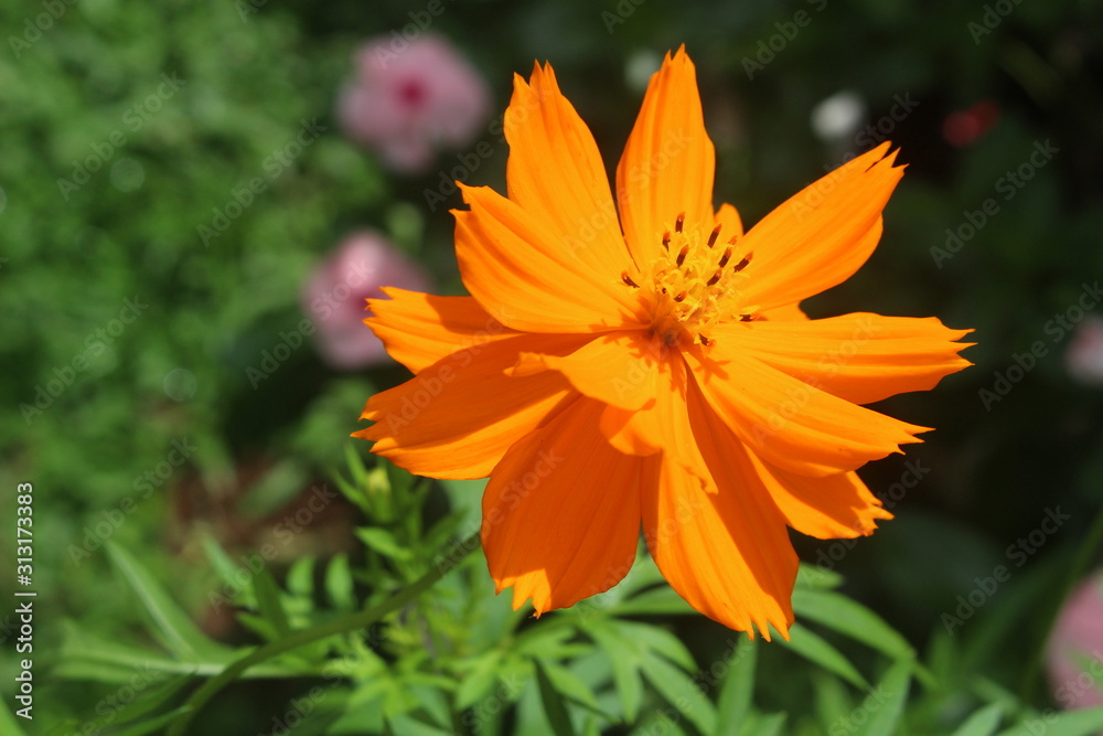 hermosa flor anaranjada en día de verano Stock Photo | Adobe Stock