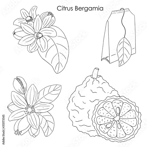 Herbs, spices and seasonings collection. Vector hand drawn illustration of Citrus Bergamia, flowers and fruits