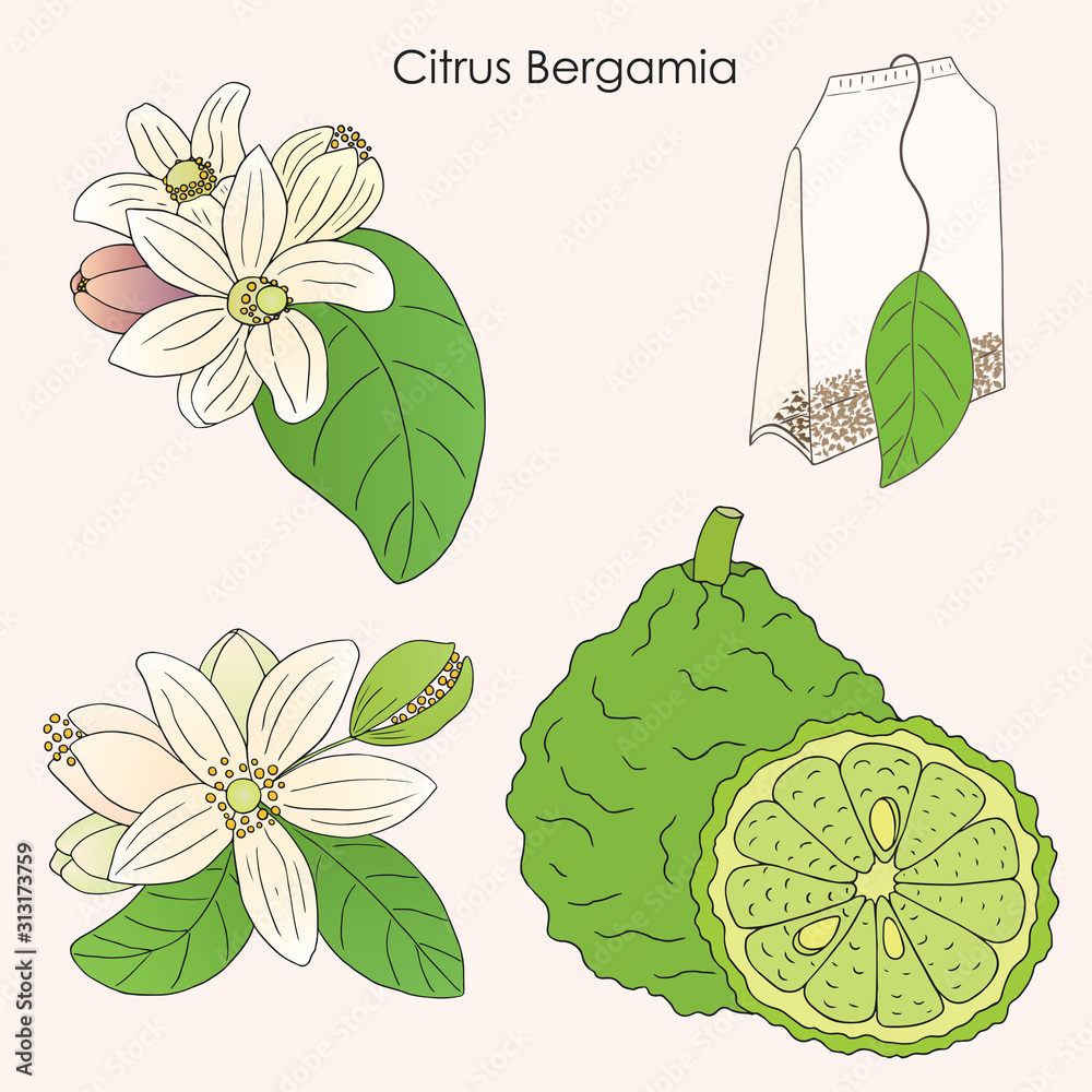 Obraz Herbs, spices and seasonings collection. Vector hand drawn illustration of Citrus Bergamia, flowers and fruits