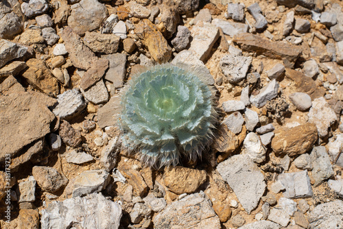 USA, Nevada, Clark County, Gold Butte National Monument. The basal rosette of the Las Vegas bearpoppy (Arctomecon californica) formed by concentric circles of bearpaw-shaped leaves and soft hairs photo