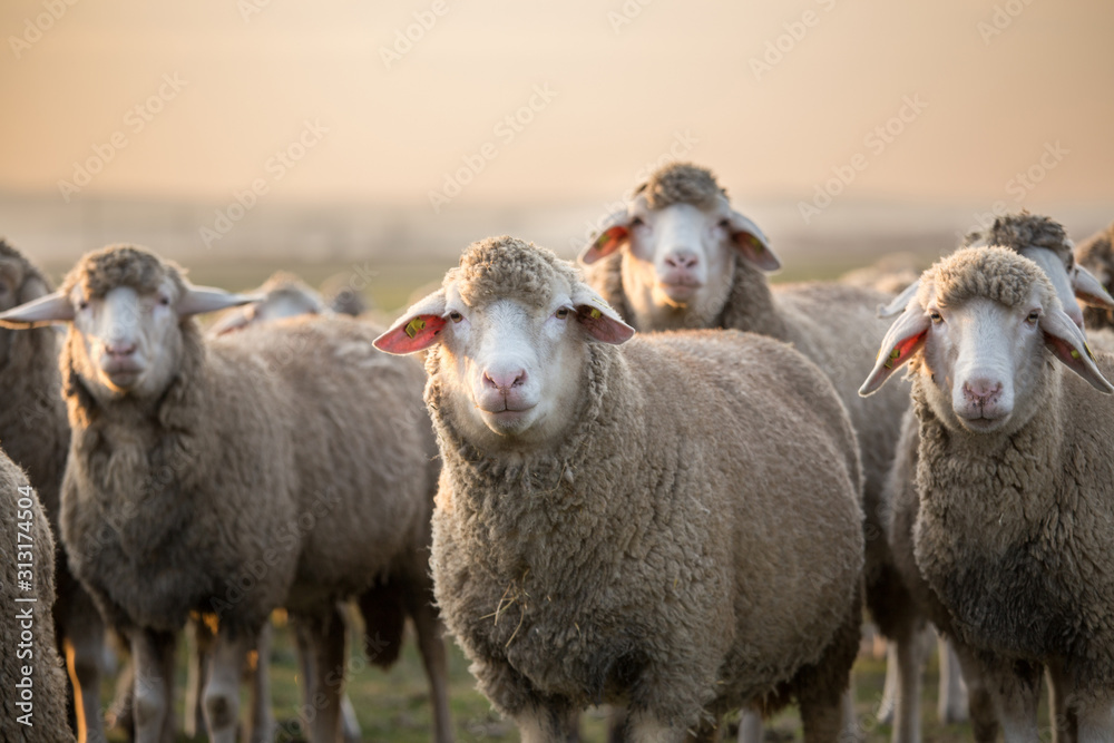 Obraz premium Sheep portrait in flock on meadow