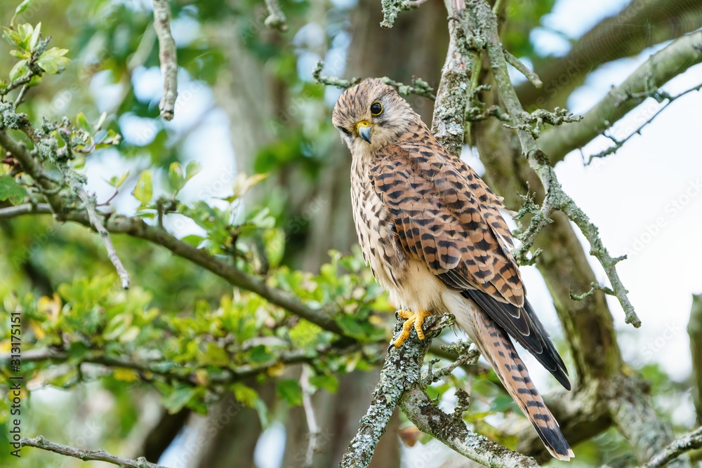 Common Kestrel (Falco tinnunculus) perhced low in a tree, taken in London, England Common Kestrel (Falco tinnunculus) perhced low in a tree, taken in London, England