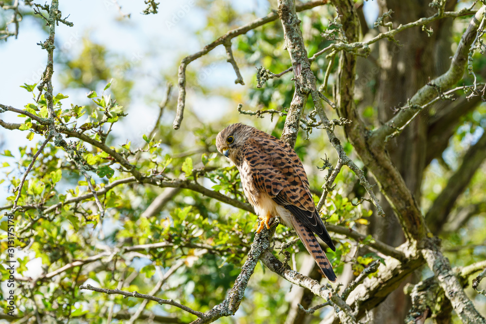 Common Kestrel (Falco tinnunculus) perhced low in a tree, taken in London, England Common Kestrel (Falco tinnunculus) perhced low in a tree, taken in London, England