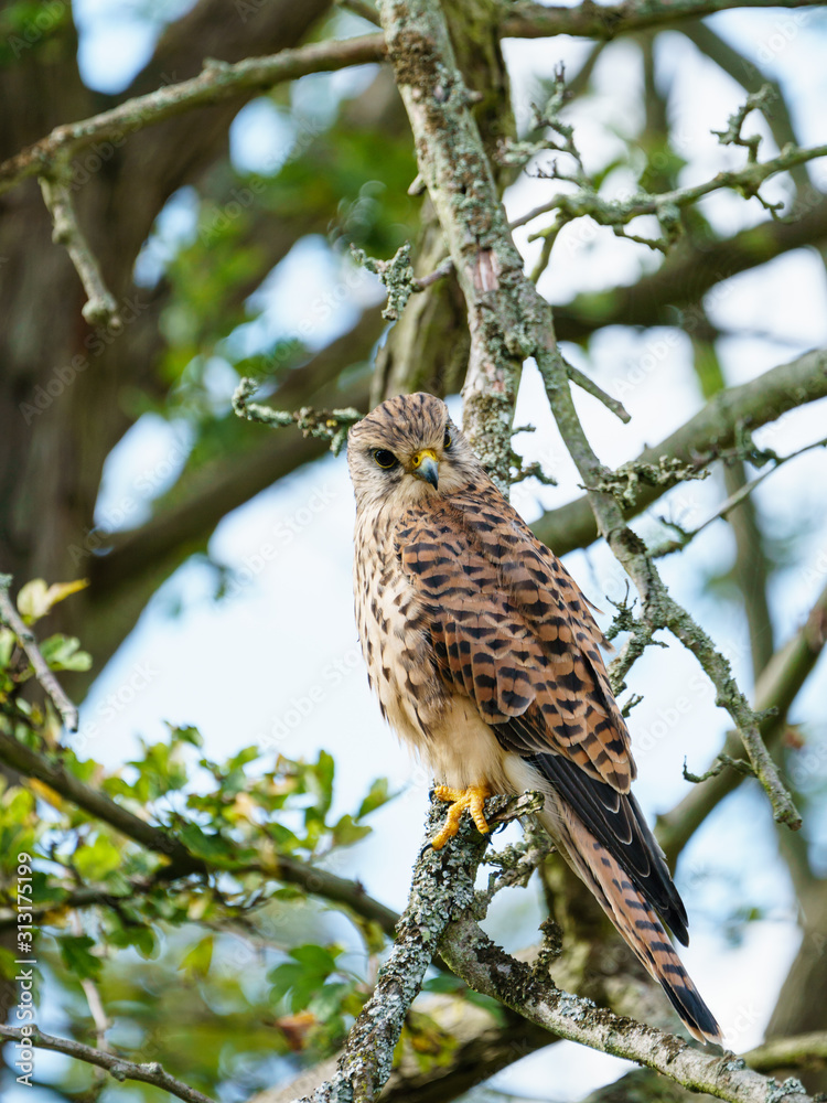Obraz premium Common Kestrel (Falco tinnunculus) perhced low in a tree, taken in London, England
