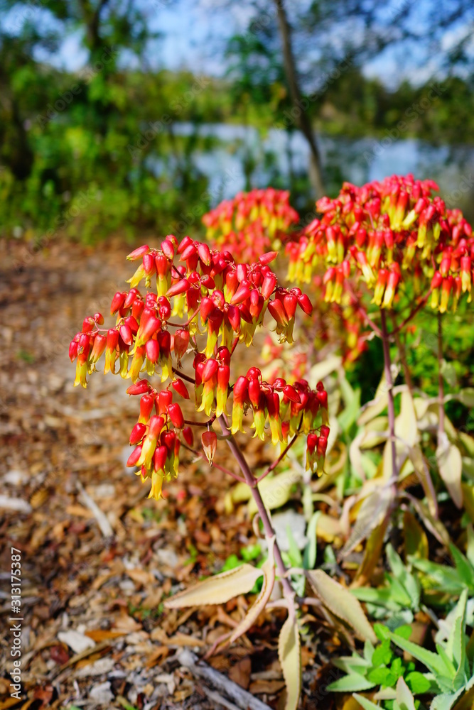bryophyllum pinnatum flower bloom on the branches like the little lanterns shimmering in the sunshine bryophyllum pinnatum flower bloom on the branches like the little lanterns shimmering in the sunshine