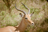 Impala bulls (Aepyceros melampus), taken in South Africa