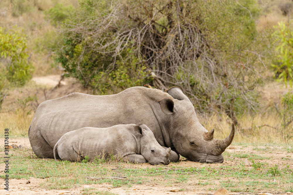 White Rhinoceros (Ceratotherium simum) mother and baby resting, taken in South Africa White Rhinoceros (Ceratotherium simum) mother and baby resting, taken in South Africa