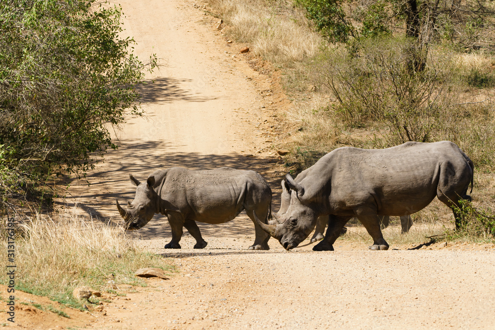 Obraz premium White Rhinoceros (Ceratotherium simum) crossing dirt road