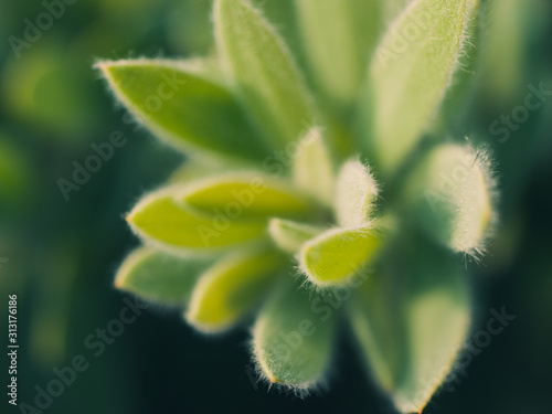 Green leaves background