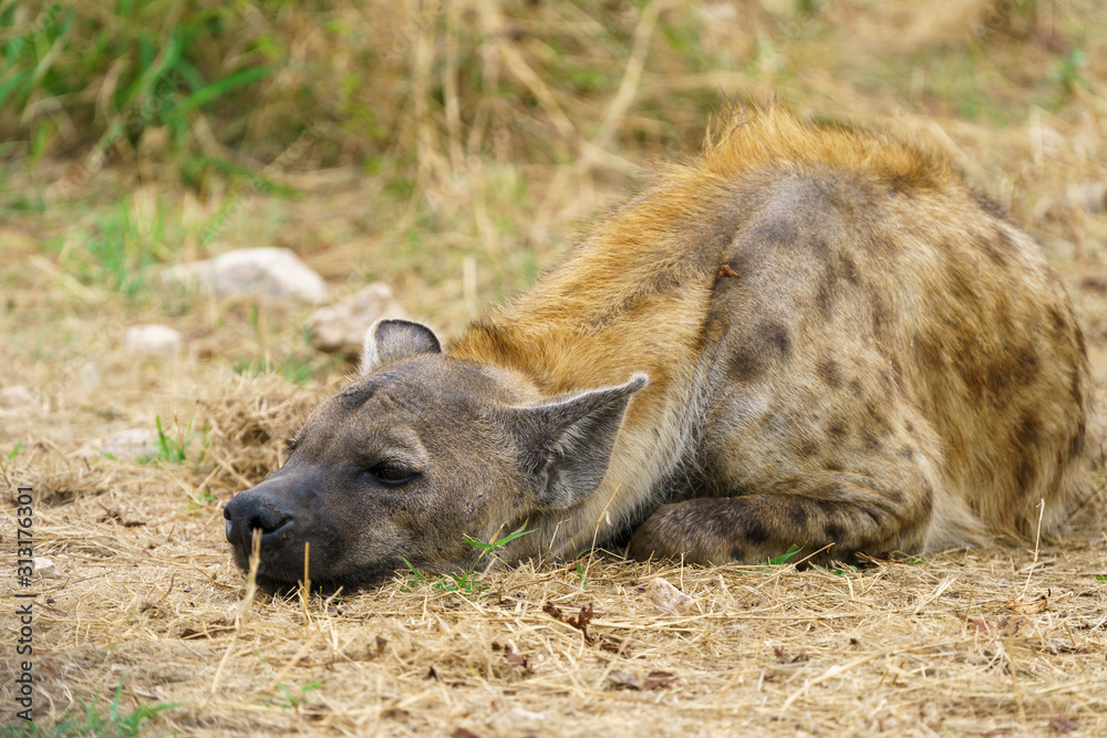 Spotted Hyena (Crocuta crocuta) resting, taken in South Africa Spotted Hyena (Crocuta crocuta) resting, taken in South Africa