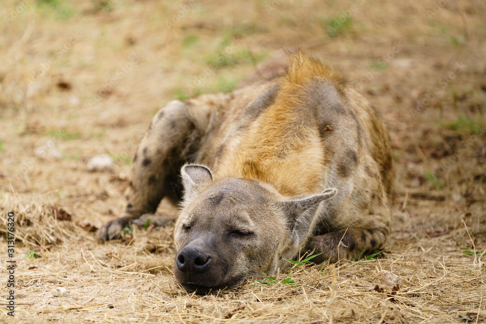 Spotted Hyena (Crocuta crocuta) resting, taken in South Africa Spotted Hyena (Crocuta crocuta) resting, taken in South Africa