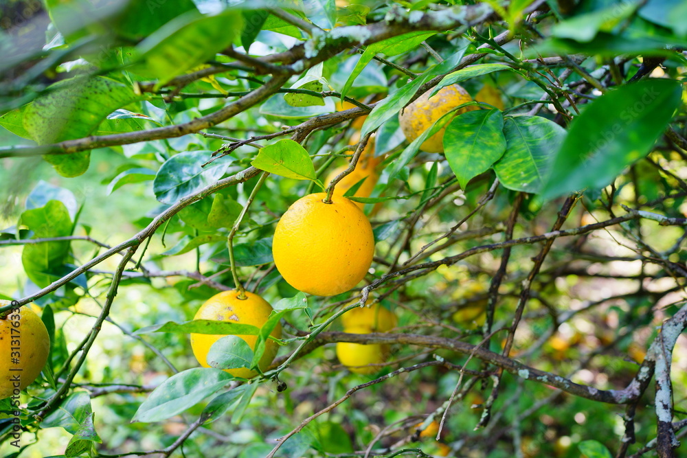 Orange hanging on a branch with green leaf as background