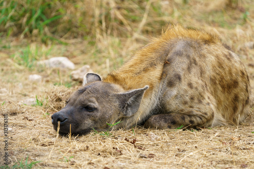 Spotted Hyena (Crocuta crocuta) resting, taken in South Africa