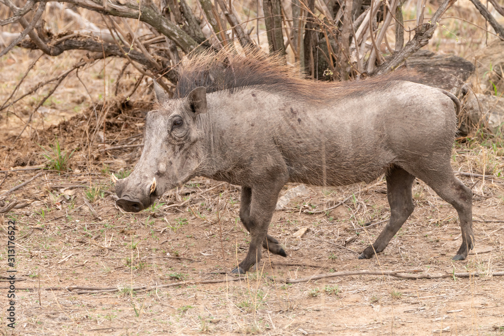 Warthog (Phacochoerus africanus), taken in South Africa Warthog (Phacochoerus africanus), taken in South Africa