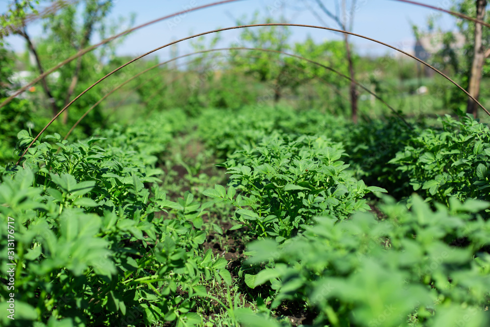 garden with potatoes planted in rows. Agriculture concept garden with potatoes planted in rows. Agriculture concept