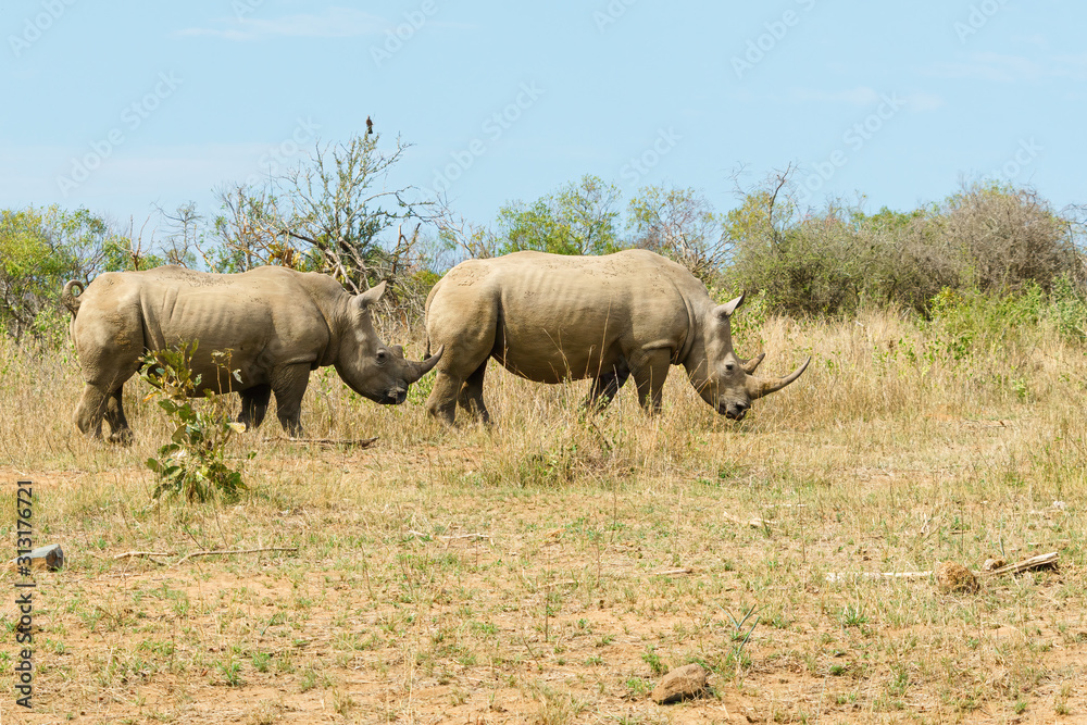 Obraz premium White Rhinoceros (Ceratotherium simum) pair wandering through open bush in Kruger Park