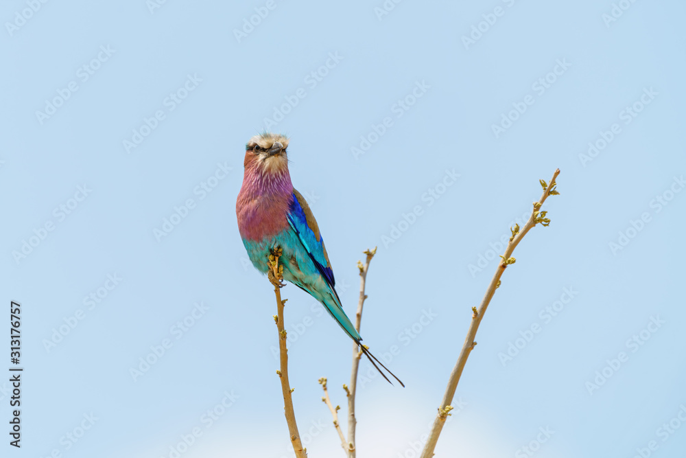 Fototapeta premium Lilac-Breasted Roller (Coracias caudatus) perched on a small branch