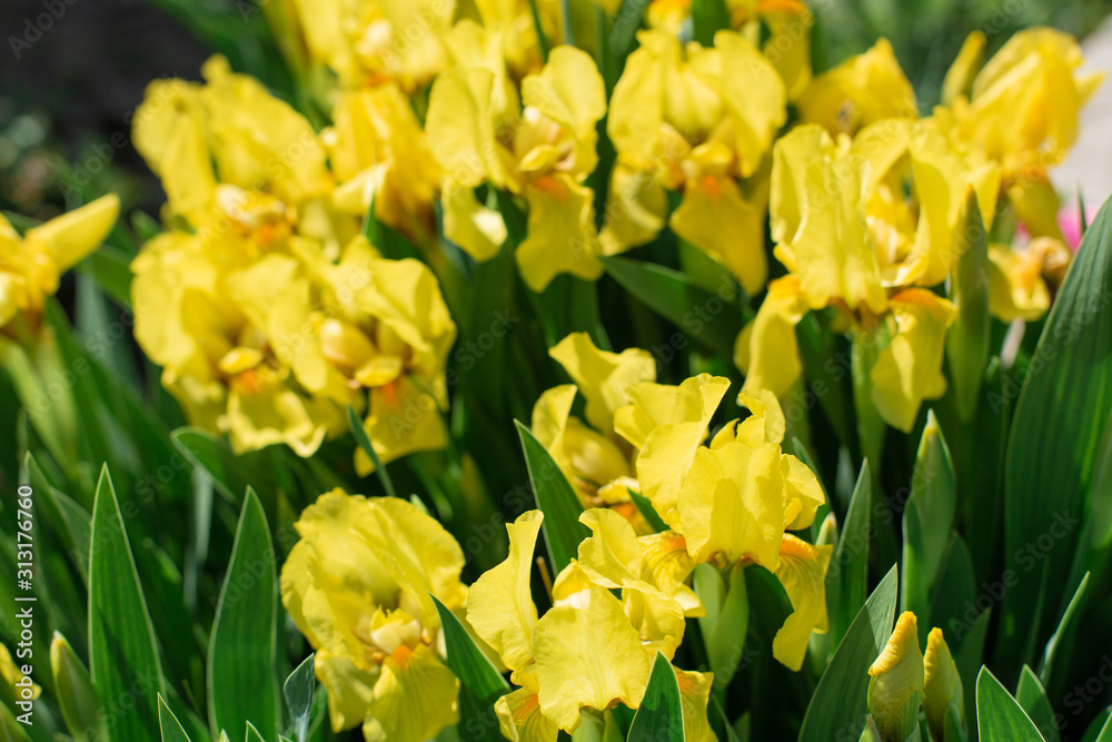 Flowerbed with beautiful yellow iris flowers close up Flowerbed with beautiful yellow iris flowers close up