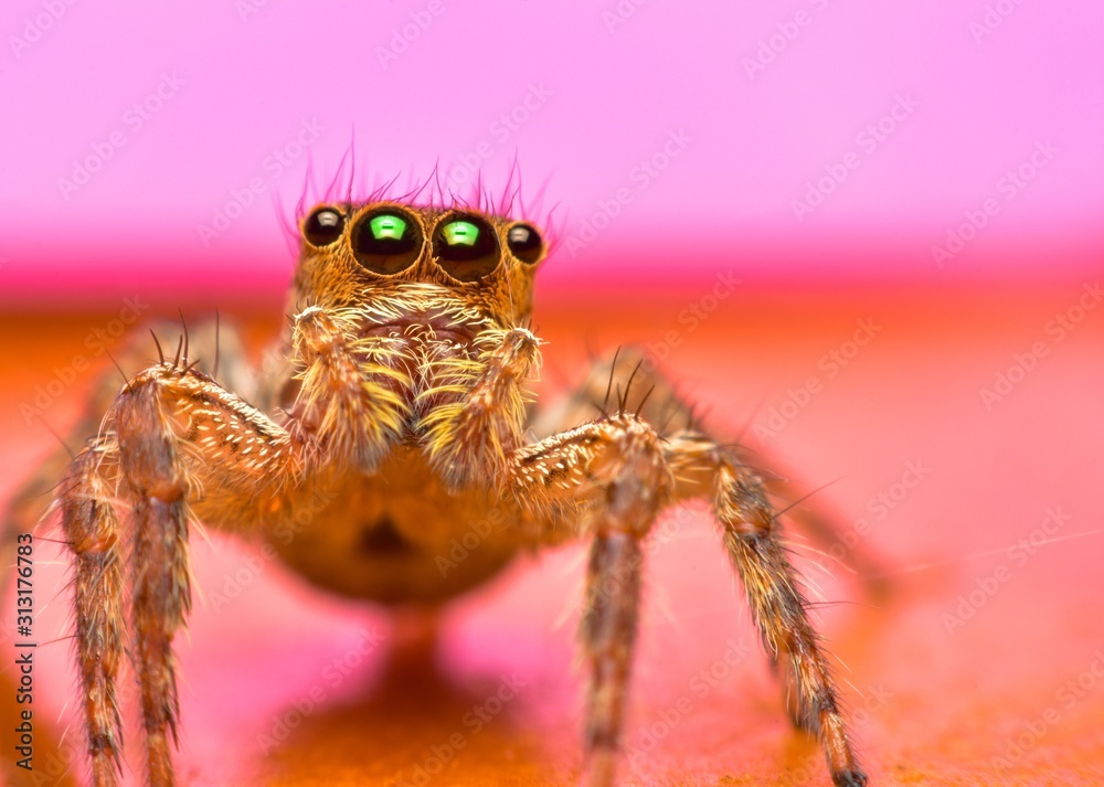 Close up the jumping spider and pink background. Jumping spiders have some of the best vision among arthropods and use it in courtship, hunting, and navigation. Close up the jumping spider and pink background. Jumping spiders have some of the best vision among arthropods and use it in courtship, hunting, and navigation.