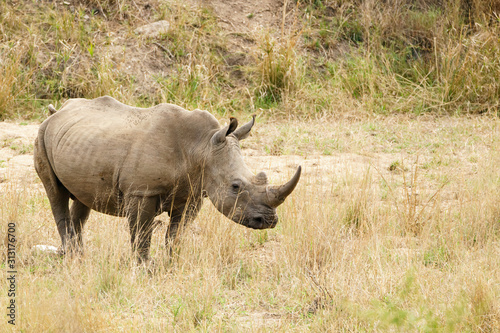 White Rhinoceros  Ceratotherium simum  in Kruger Park  South Africa
