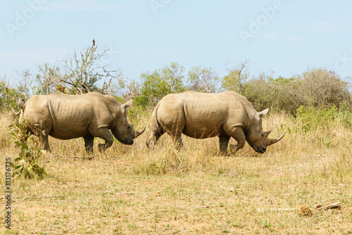 White Rhinoceros (Ceratotherium simum) pair wandering through open bush in Kruger Park