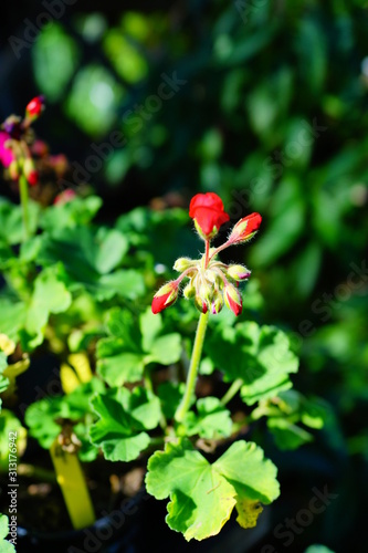 University of South Florida Botanic garden in Spring photo