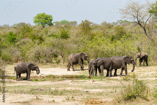 African Elephant (Loxodonta africana) family at a watering hole in Kruger Park