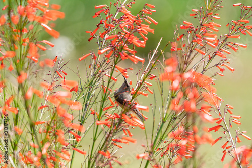 southern double-Collared Sunbird (Nectarinia chalybea) searching for nectar from amongst flowers, taken in South Africa photo