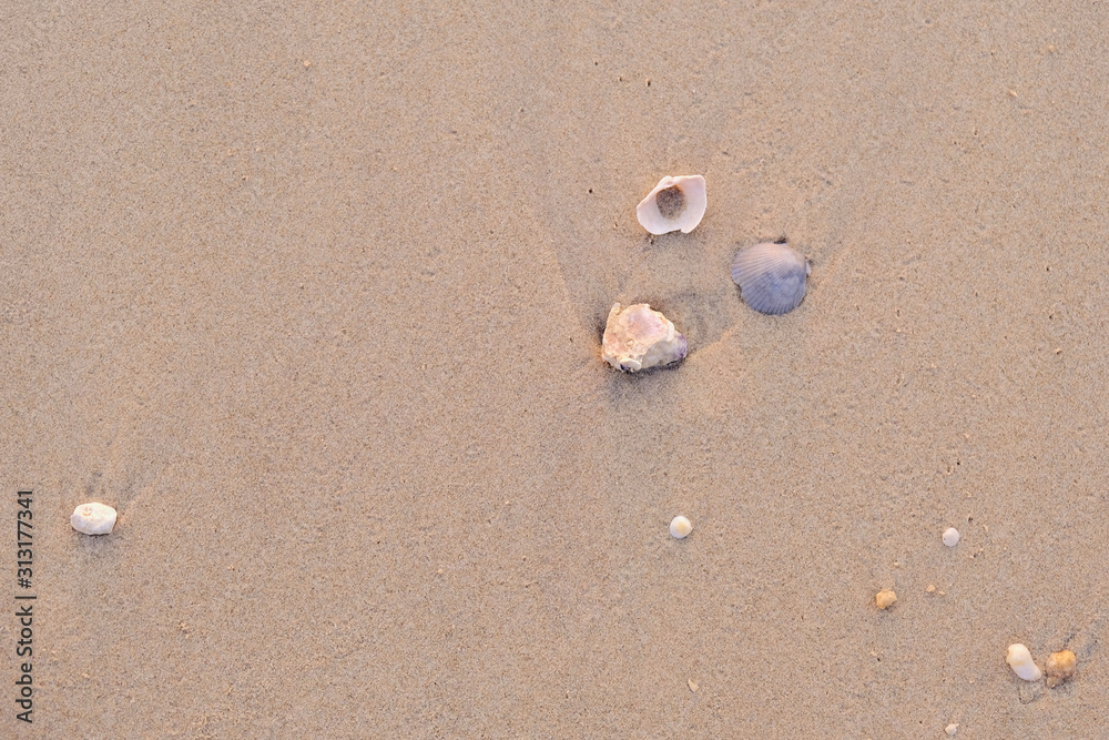 Small Seashells in the Sand on a Beach Small Seashells in the Sand on a Beach