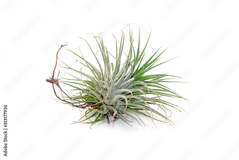 Tillandsia ionantha isolated on white background. Tillandsia are sky plant, careless and low maintenance ornamental plants that required no soil, only plenty of water, sunlight and good airflow.