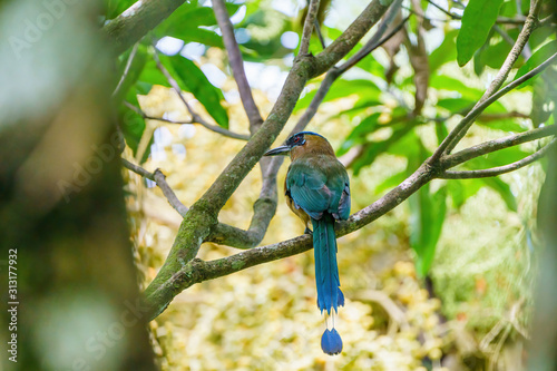 Blue-crowned Motmot (Momotus momota) perched in teh shade of a tree, taken in Costa Rica photo