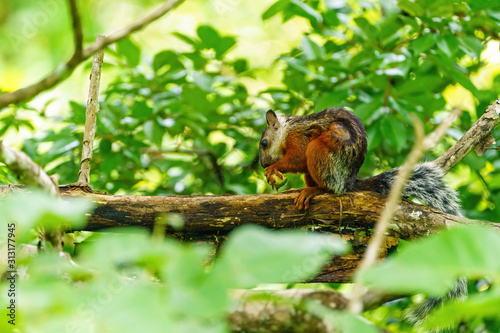 Variegated Squirrel (Sciurus variegatoides) feeding on fruit, taken in  Costa Rica photo