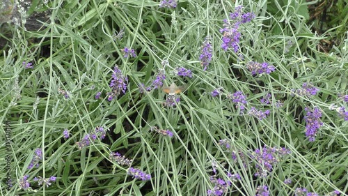 Sfinge del Galio su pianta di lavanda