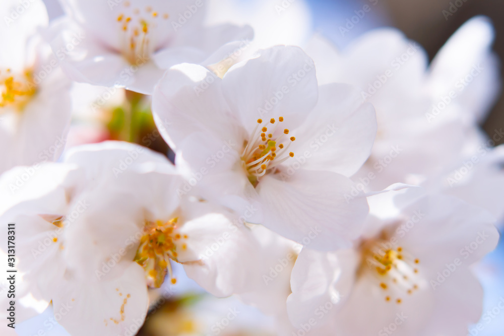 桜 桜