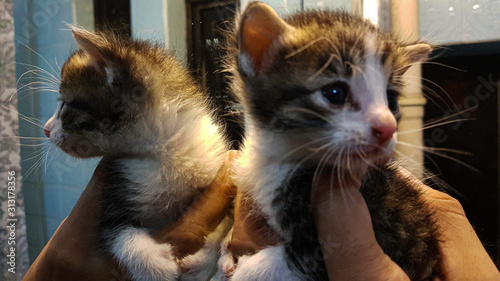 gatito