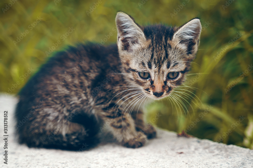 The stray kitten. Gray tabby stray kitten with big green eyes on the street.