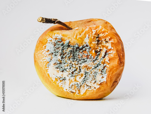 Картината върху платно A rotten apple covered with mold.
