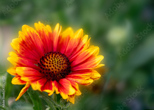 Arizona Sun Blanket Flower happy flower on blurred green background, close-up and selective focus © AlessandraRC