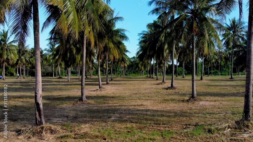 Aerial fly through a palm tree grove in Southeast Asia. Aerial fly through a palm tree grove in Southeast Asia.